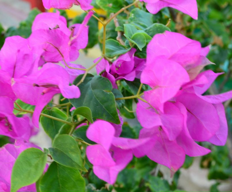 Лена Лепёнышева | 