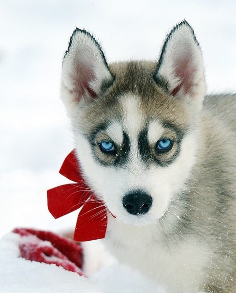 Анатолій Гергало | Киев