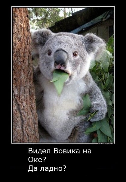 Вовик Шелестов _Master_ Молодой Окавод | Волгоград