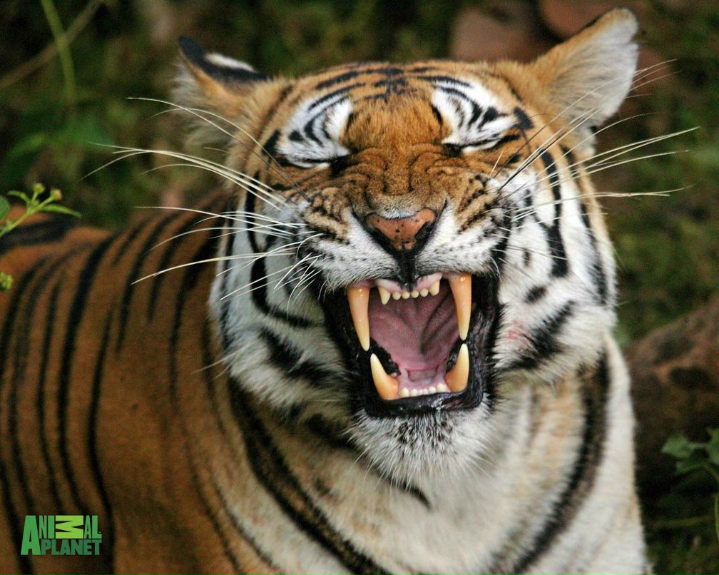 Ирина Шатохина | Санкт-Петербург