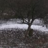 Аватар: Вечная Продолжительность