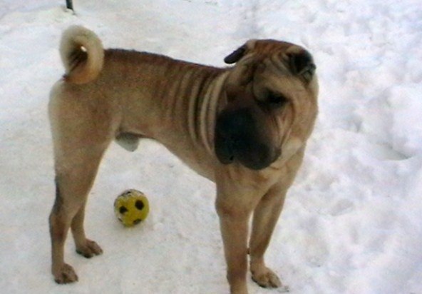 Виктор Пуйто | 