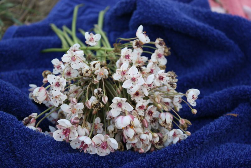 Нина Абрамова | Челябинск