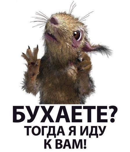 Сергей Новосадов | Витебск