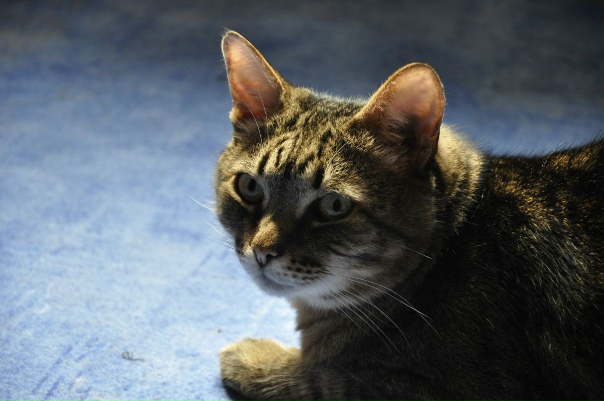 Анастасия Курлаева | Москва