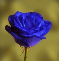 Мария Лагута 