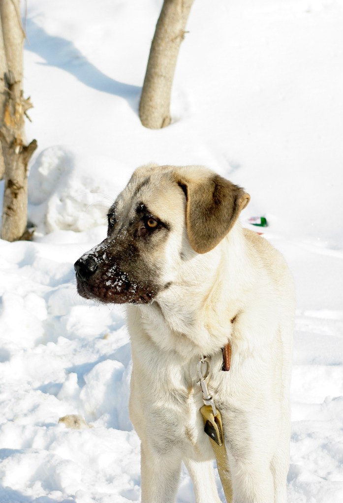 Дмитрий Андреев | Череповец