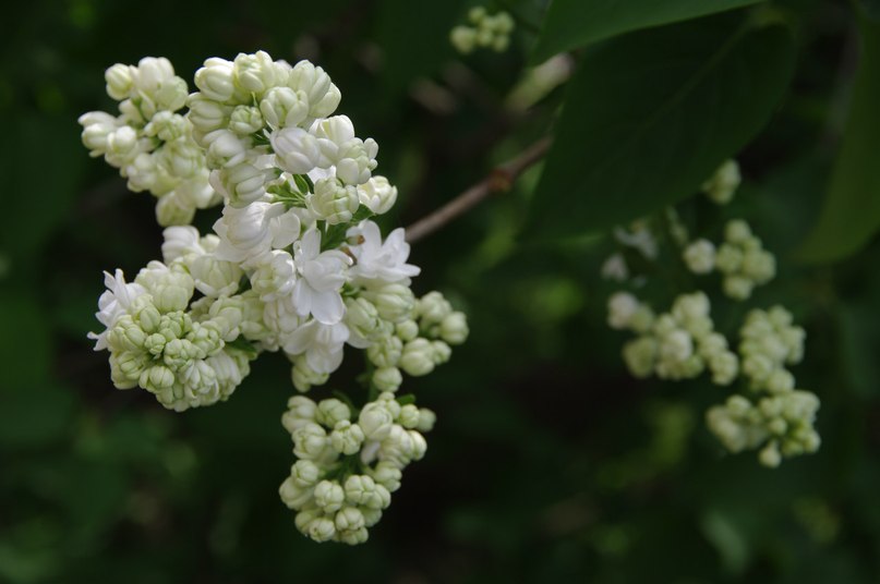 Андрей Махров | Москва