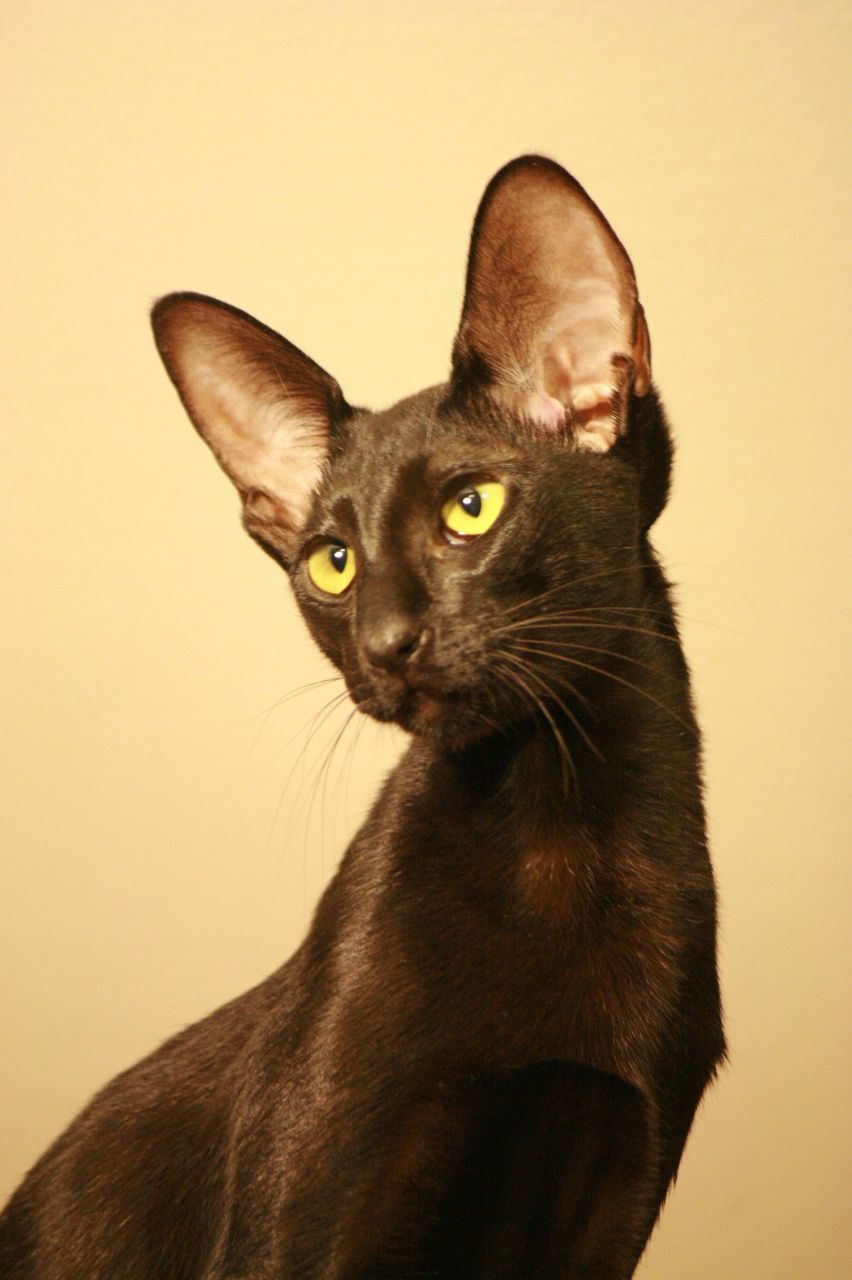 Светлана Пастушенко | Москва