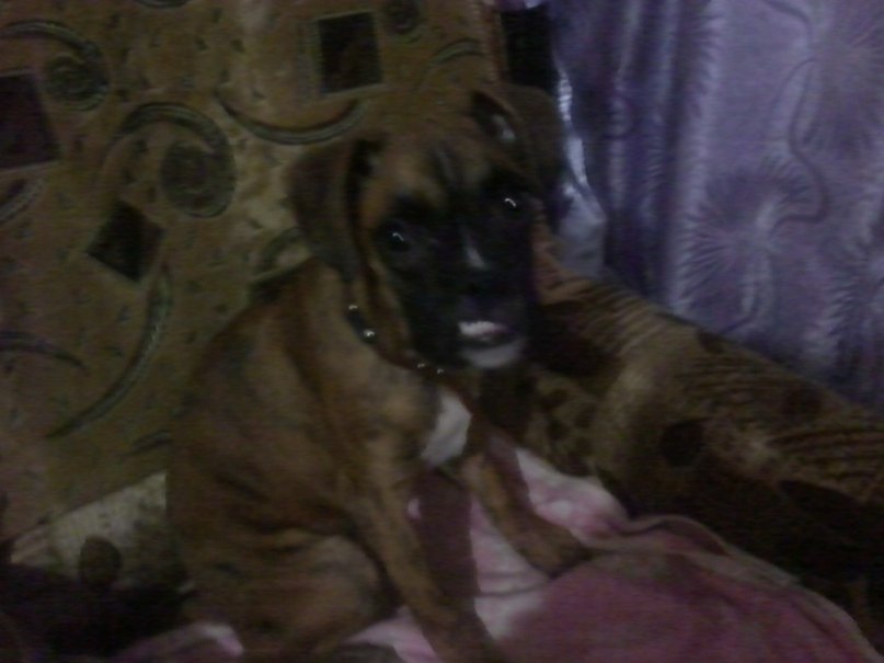 Виктор Книжник | Доброполье