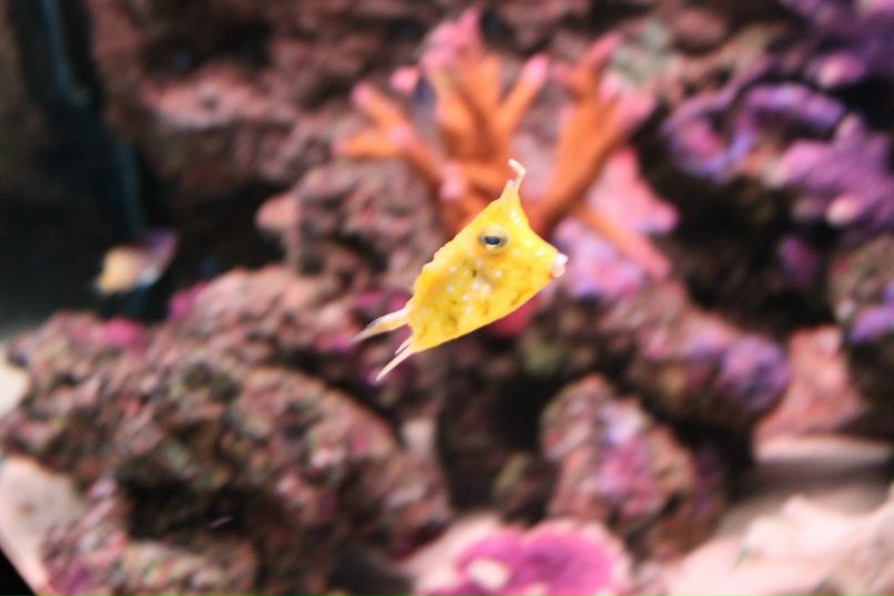 Руслан Шагалиев | Пермь