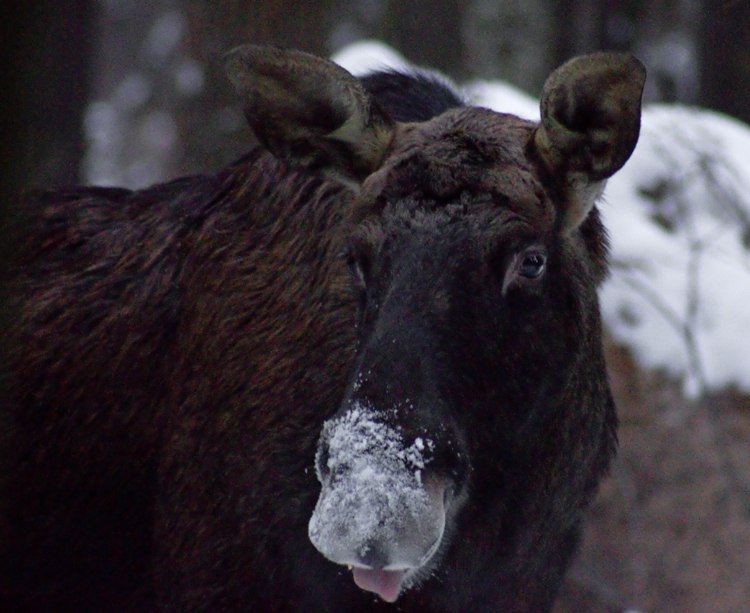 Юлия Илясова | Воскресенск