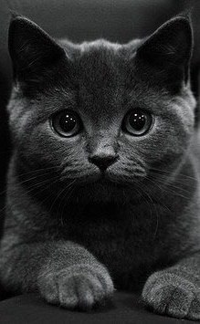 Вероника Диденко | Киев