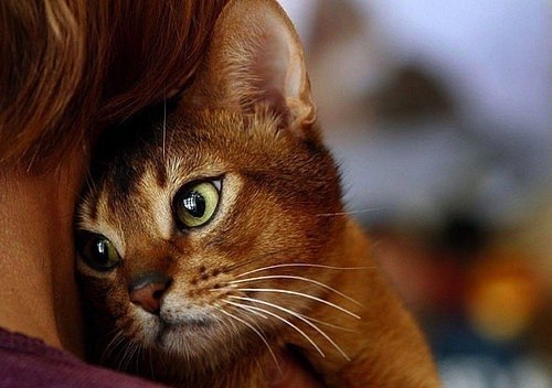 Кира Шерман | Москва