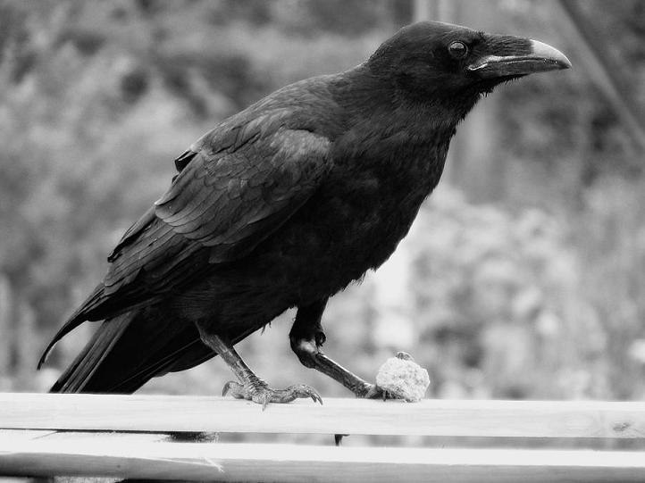 Виктория Шевченко | Тобольск