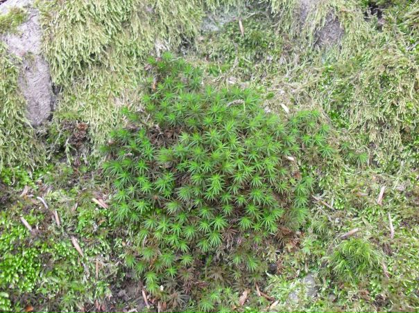 №39, Лариса Свиридова, 53 года, Ставрополь №39, Лариса Свиридова, 53 года, Ставрополь