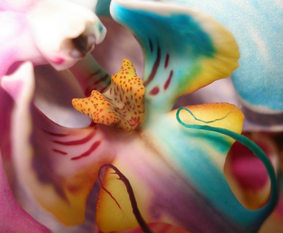 Светлана Ёлохова | Екатеринбург