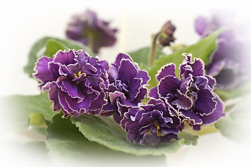 Галина Доценко(Демьяненко) | Майкоп