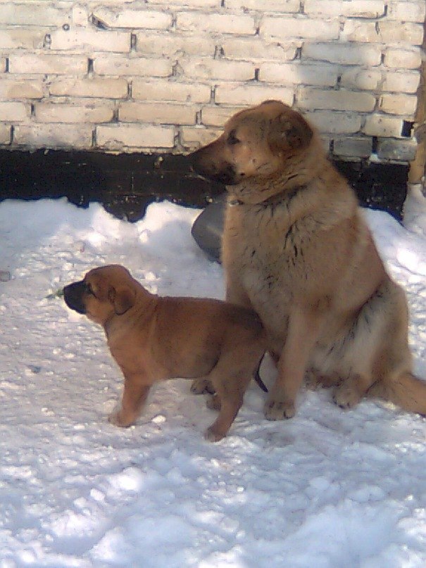 Адель Вадимович | Куркачи