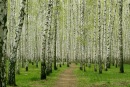 Фотография Сафронова Романа