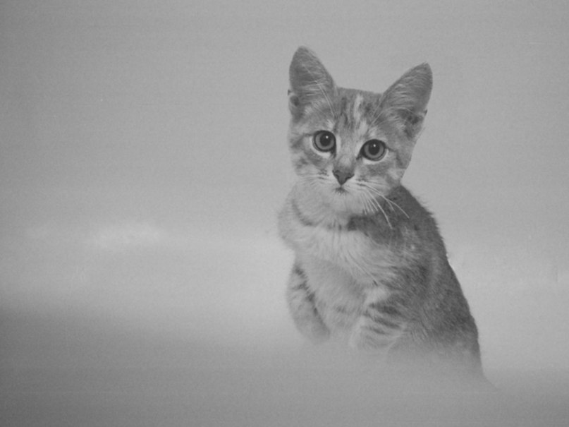 Евгений Василенко Призрак® | Шостка