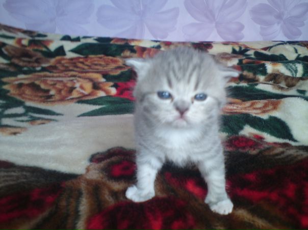 №2, Наталья Никулина №2, Наталья Никулина