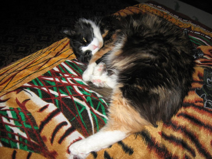 Андрей Певцов | Новосибирск