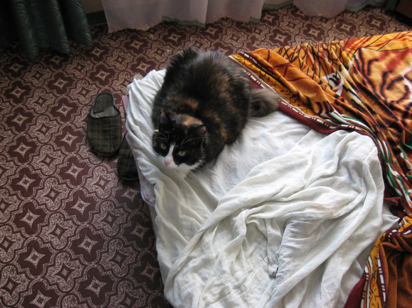 Андрей Певцов | Новосибирск