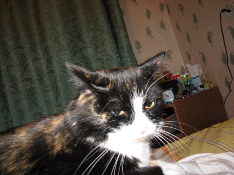 Андрей Певцов | Новосибирск