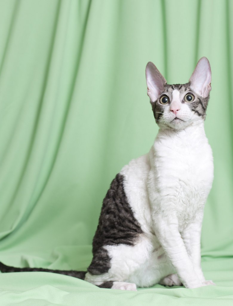 Александра Сенькина | Иркутск