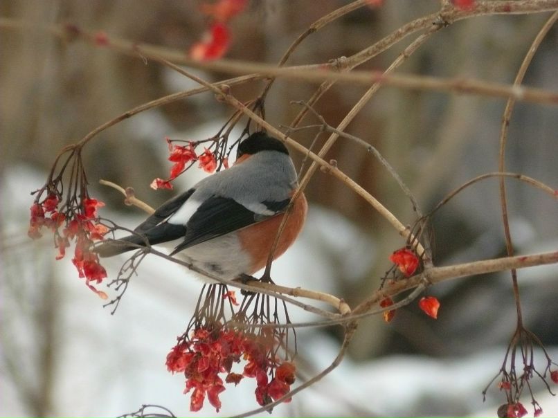 Іруська Тарасівна | Борисполь