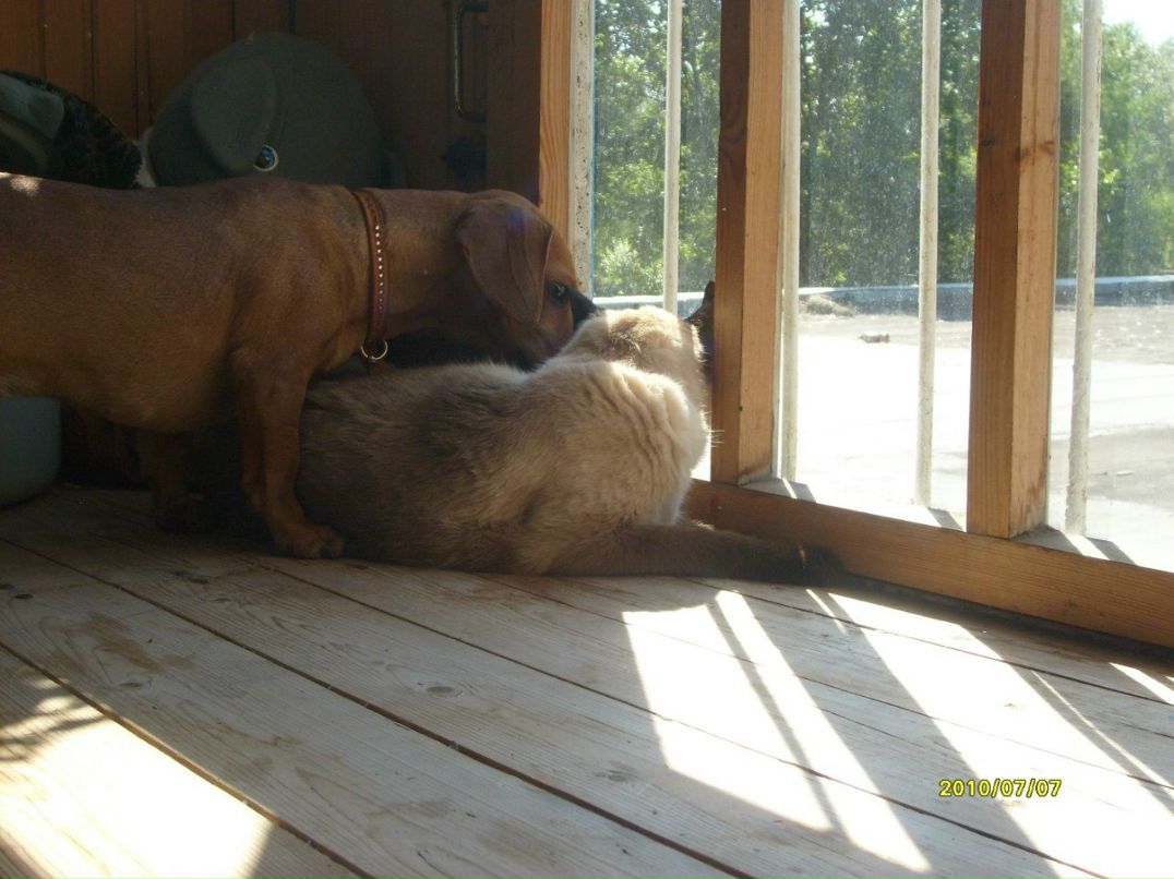 Ирина Семенкова | Коряжма