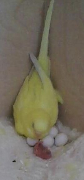 Силирина Грошева | Красноярск