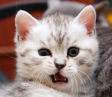 Сергей Дьяченко | Днепр (Днепропетровск)