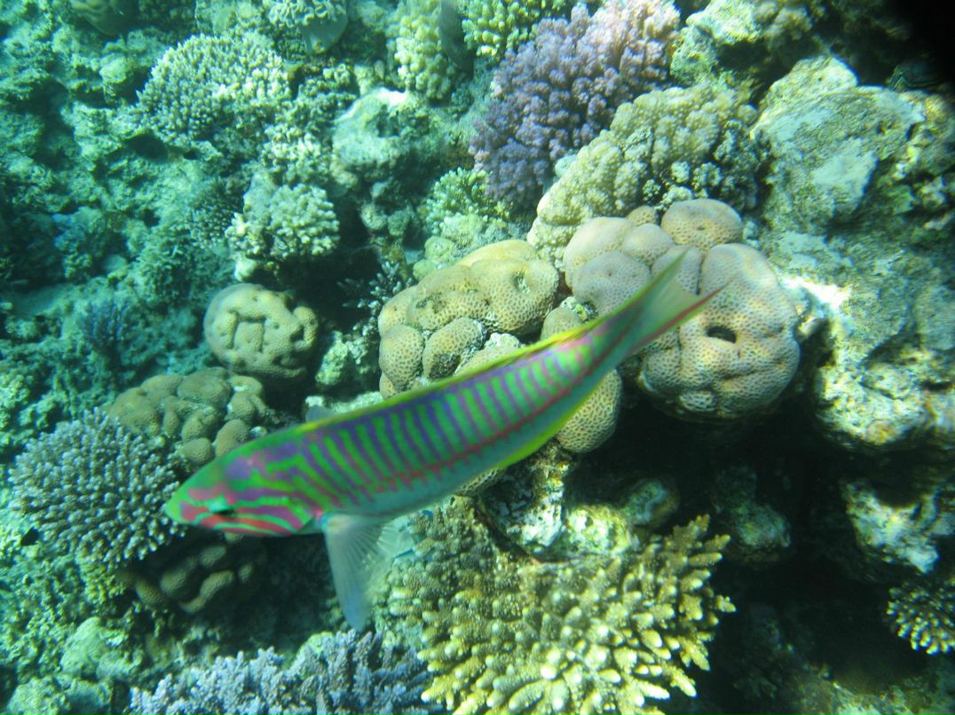 Надежда Кропачева | Киров