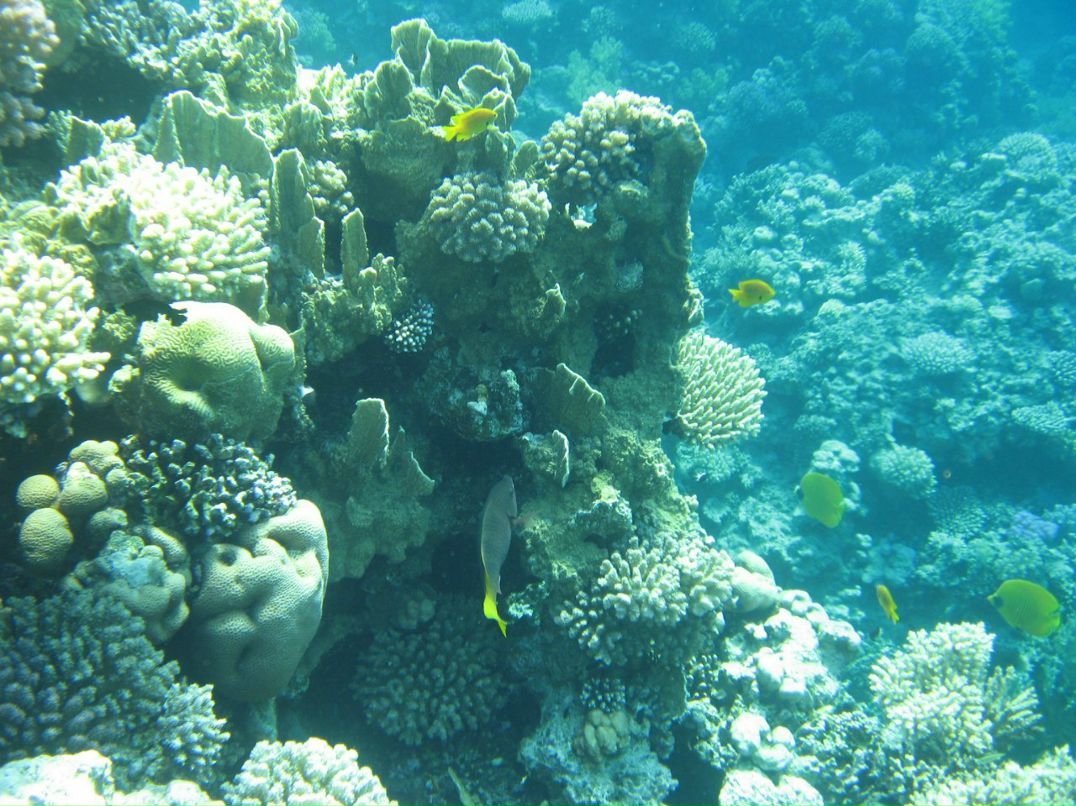 Надежда Кропачева | Киров