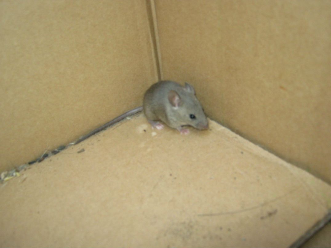 Сергей Свирин RIP | 