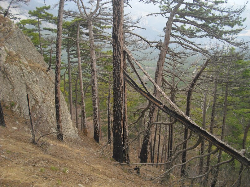 Роман Дашко __ÑøøÃ__ | Ялта