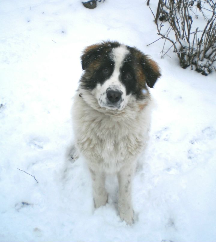 Наташа Шиян | Боярка