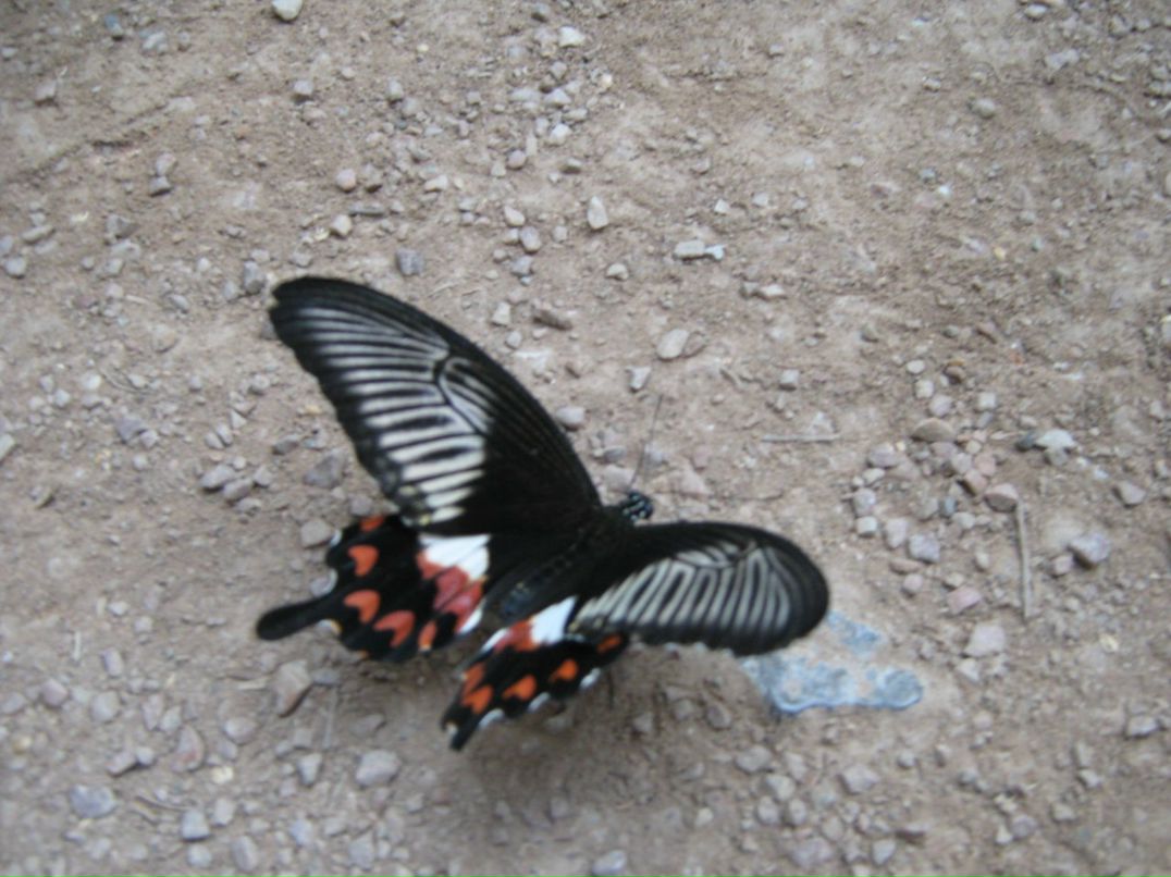 Анатолий Белемаев | Симферополь