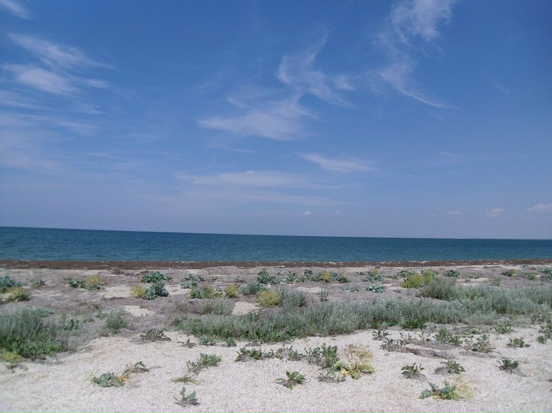 Инна Златкус | Несвиж