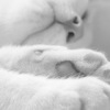 Аватар: Пушистик Котофеев