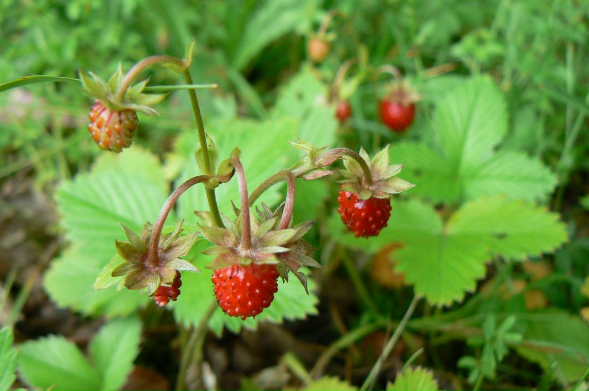 Леся Силакова | Киев