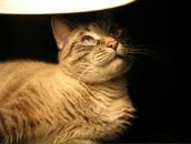 №21 Светлана Геллер 15.04: профиль, фото, статус - ВКонтакте