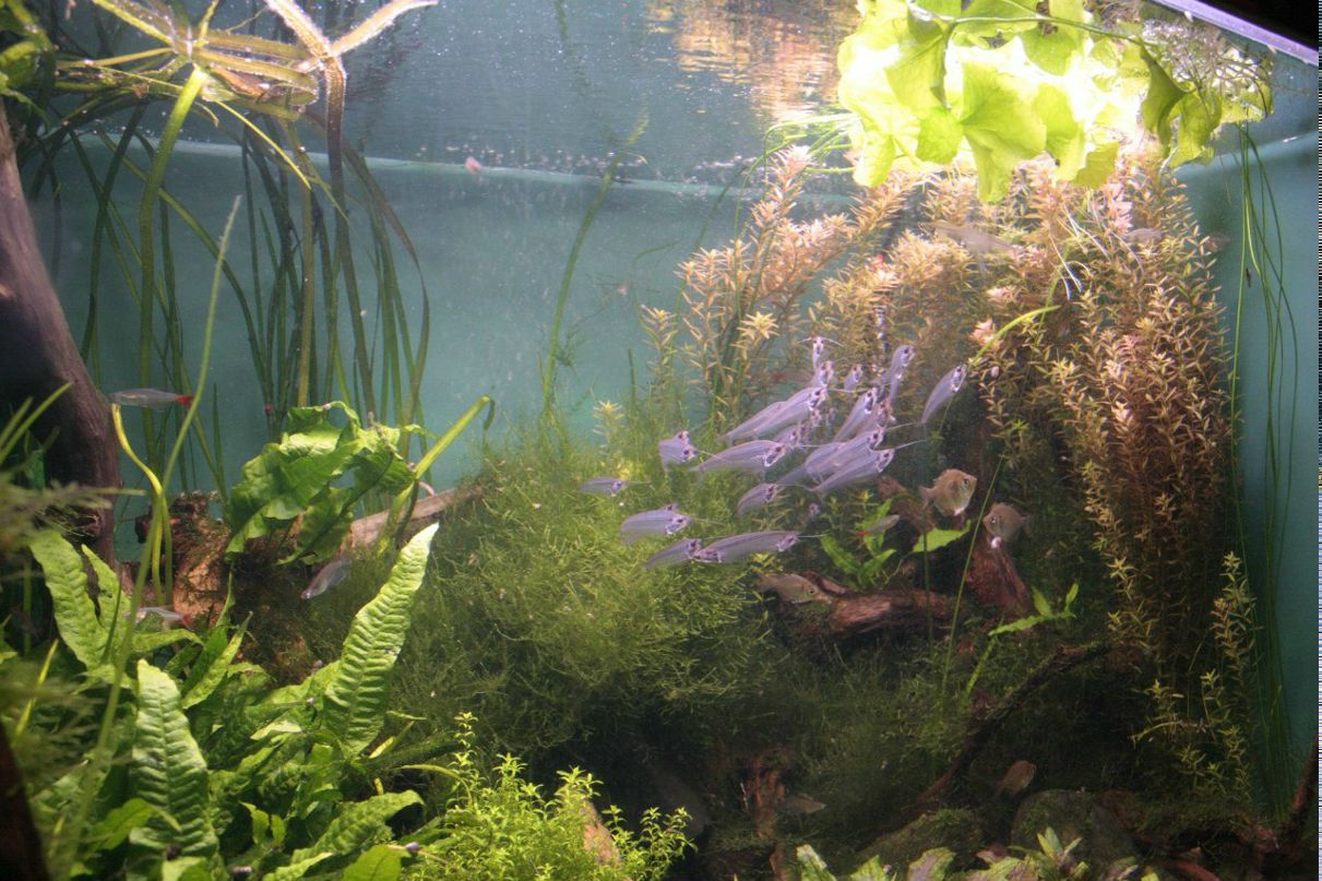 Ирина Комолова | Санкт-Петербург