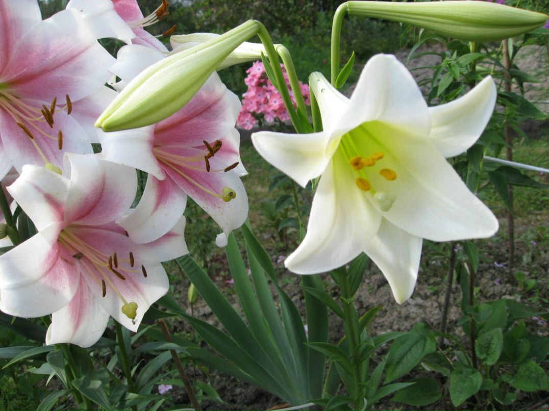 Евгения Рослякова | Санкт-Петербург