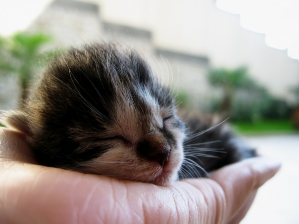 №7, Дарья Резник №7, Дарья Резник