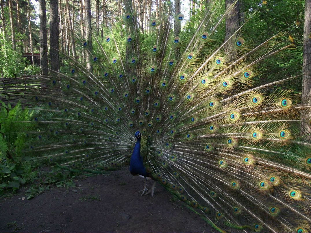 Галина Зайко | Новосибирск