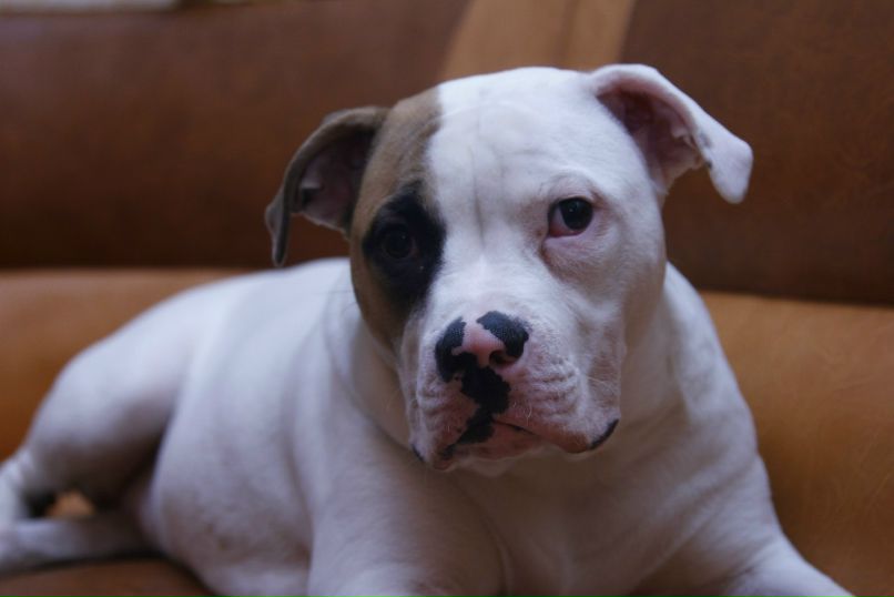 Дмитрий Харчев | Брянск