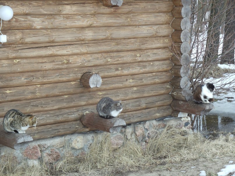 Михаил Чураков | Луга